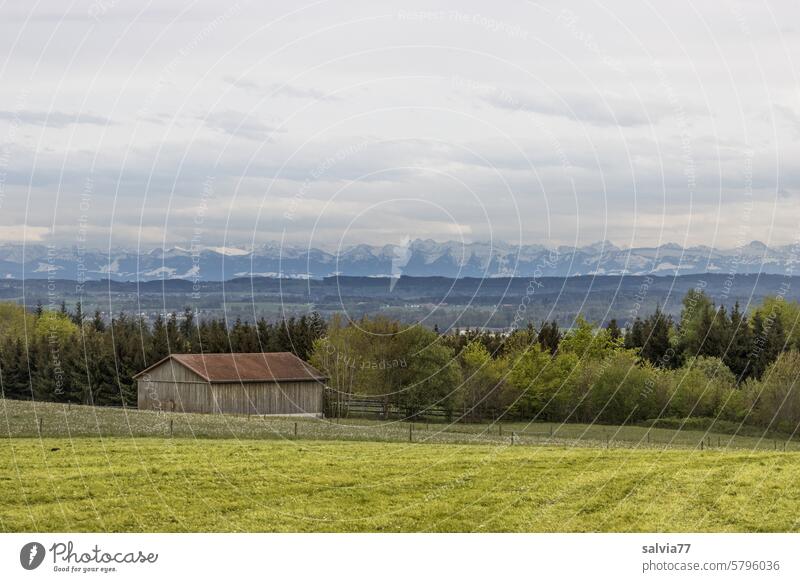 Oberschwäbische Landschaft mit Blick auf die Alpen Wiese Hütte Bäume Berge Oberschwaben Himmel Wolken grün Berge u. Gebirge Natur Gras Aussicht Wald