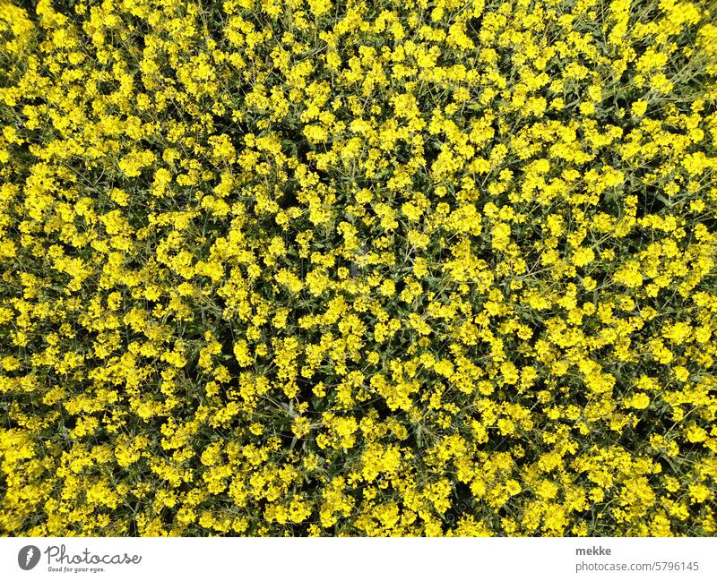 Klangmalerei | R(h)apsodie Raps Blüte gelb Rapsfeld Frühling Rapsblüte Nutzpflanze Rapsanbau Blühend Feld Umwelt Ackerbau Landwirtschaft Natur von oben