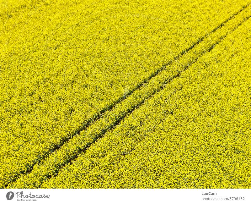 Raps - schräg durchquert Rapsfeld gelb Rapsblüte Rapsanbau Frühling Nutzpflanze Feld Landwirtschaft Pflanze Blüte blühend farbig grell grellow