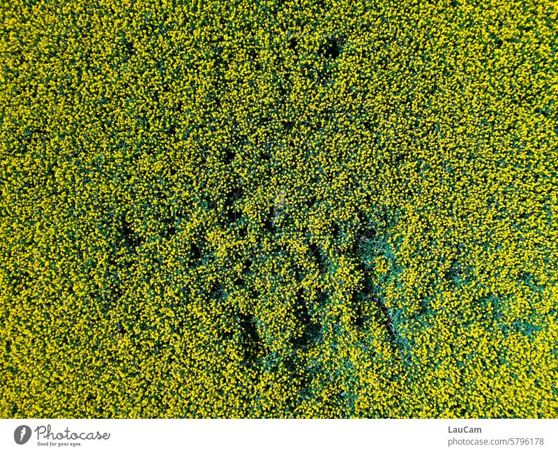 Spuren im Raps Rapsfeld gelb Frühling Nutzpflanze Landwirtschaft Rapsblüte Rapsanbau Feld Vogelperspektive Drohnenaufnahme Drohnenansicht von oben Muster