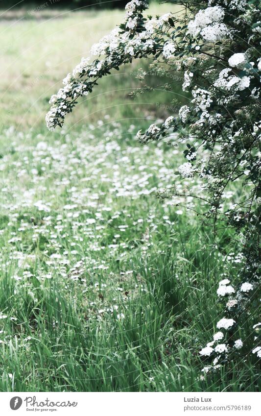 Weissdorn an Gänseblümchen, Frühling in grün und weiß Weißdornblüte Weissdornzweige Wiese Wiesenblumen Gänseblümchenwiese Natur Blüte Gras Blumenwiese Park