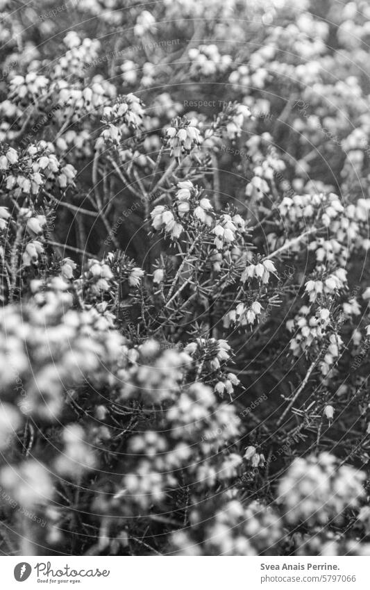 Heidekraut in Schwarz-Weiß Schwache Tiefenschärfe Schwarzweißfoto Pflanze Blume Natur natürlich nachdenklich grüblerisch Vergänglichkeit Frühling