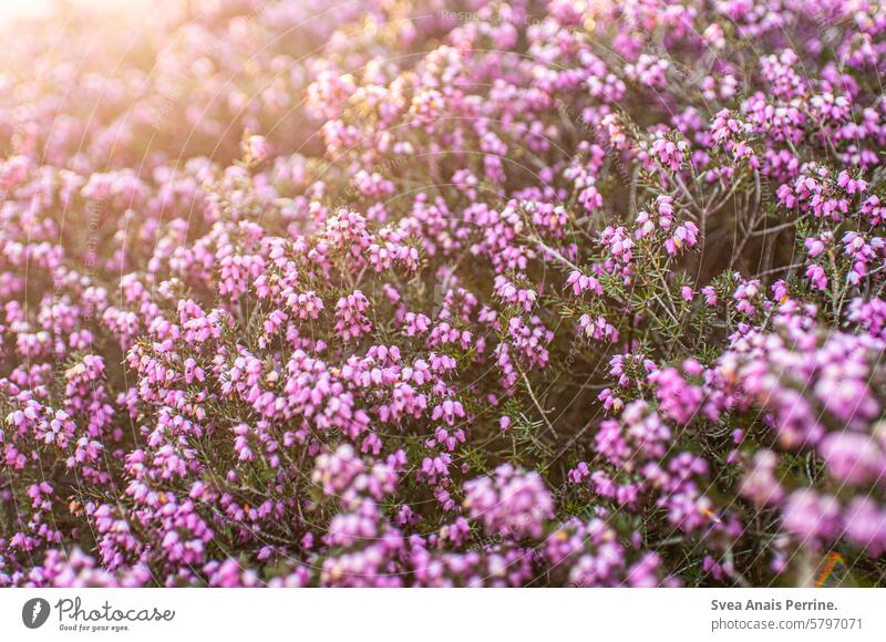 Heidekraut in der Sonne Sonnenlicht Sonnenstrahlen Sommer spätsommerlich Frühling rosa lila Tageslicht ohne Menschen blühen Natur Heideblüte natürlich