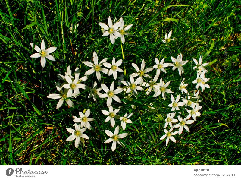 "Milchsternenbild" - Aufsicht auf eine Ansammlung von weiß blühenden Milchsternen (Ornithogalum umbellatum) im grünen Gras bei Sonnenschein. Blüten hell sonnig
