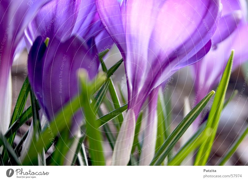 Frühling am Waldrand 2 Krokusse Blume Farbverlauf Hintergrundbild violett