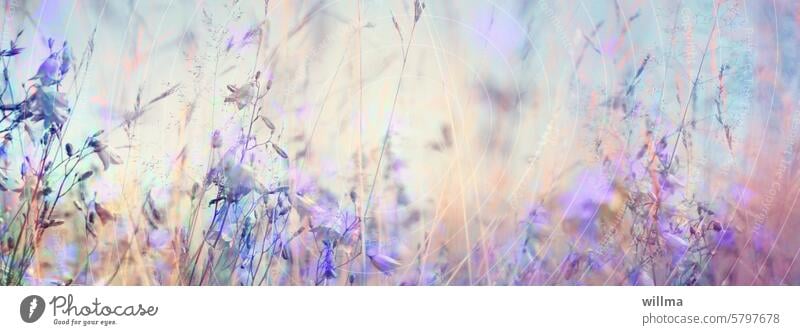 Sommer Glockenblumen Blumenwiese zart lila violett Gräser Header Headerbild sommerlich Poster Wandbild