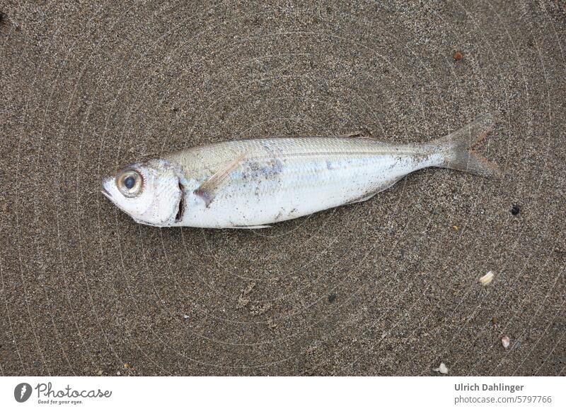 ganzer Fisch am Sandstrand Strand Tod Hilfe Tierportrait Küste Umwelt Meer