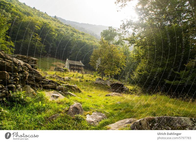 Tessiner Almhütte auf einer Lichtung.Gras und Wald leuchtet im Gegenlicht Berge Schweiz Landwirtchaft Natur Grün Sommer Weide Landschaft Alpen Wandern Geniessen