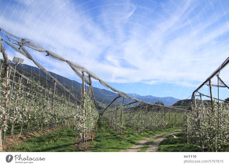 Apfelblüte in Südtirol Frühling Landschaft Hochplateau Pflanzen Obstanbau Apfelbäume Apfelanbaugebiet Apfelhochplateau Apfelplantage Holz Spalier Hagelnetze