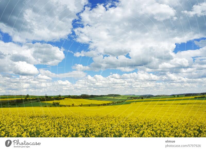 Landschaft mit blühenden Rapsfeldern und Kumuluswolken Rapsblüte Haufenwolke Cumulus Frühling Quellwolke Cumulus congestus Biodiesel Wolkenform Dekowolken
