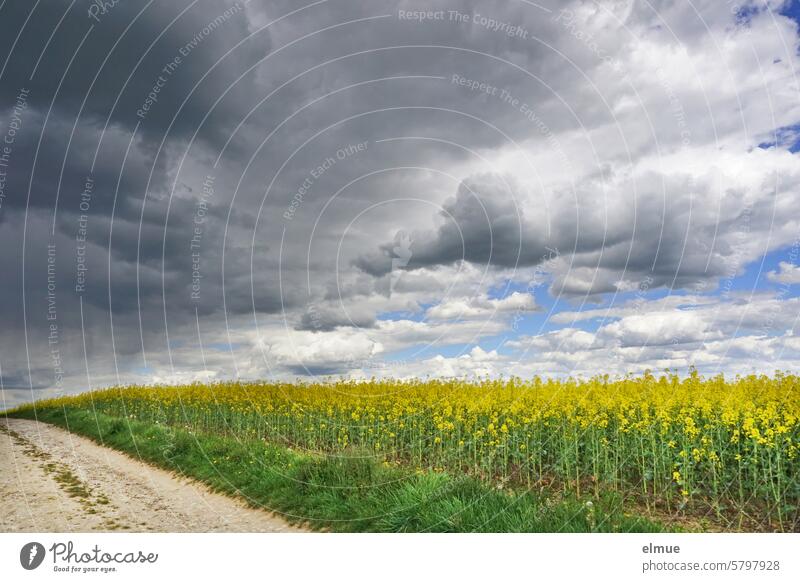 Landschaft mit blühendem Rapsfeld, einem Feldweg und bedrohlich wirkenden Kumuluswolken Rapsblüte Haufenwolke Cumulus Frühling Quellwolke Cumulus congestus