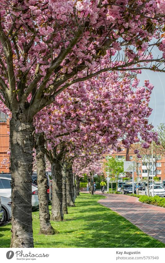 Frühlingserwachen Kirschbaum Blüte Insel Sylt Syltlandschaften Naturerlebnis Radweg Westerland Radfahrer Straße Farbig Blüten Rosa Rosablüten Rosa Blüten