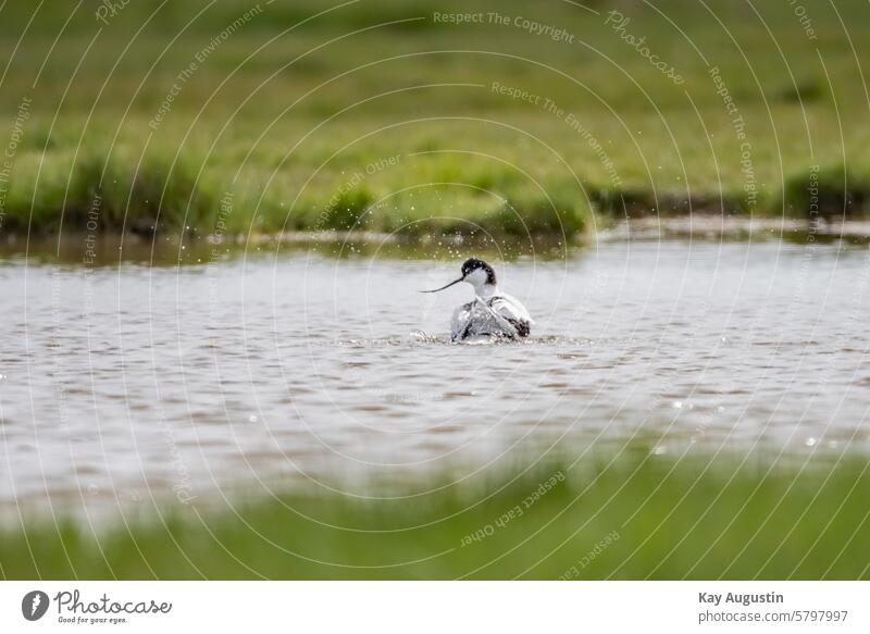 Säbelschnäbler Recurvirostra avosetta Keitumer Salzwiesen Feuchtwiesen Nationalpark Wattenmeer Flügelspannweite schwarzweißen Gefieder Vogelwelt Wasserlache