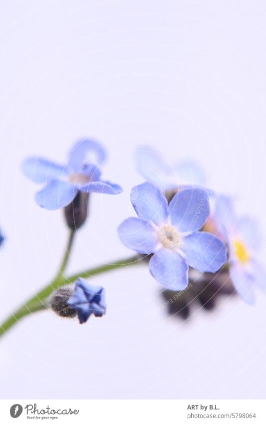 Vergissmeinnicht Fototag, Zweiglein von links blume blümchen floral hellblau gelb lila lila hintergrund zart fein edel filigran natur wunder wunder natur garten