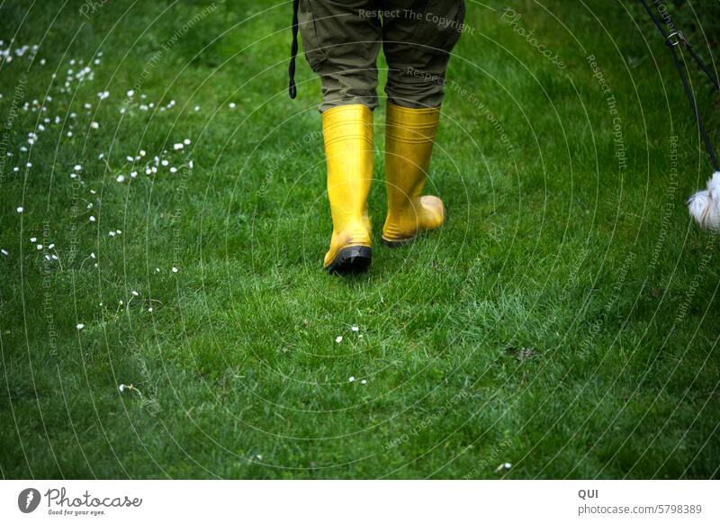 Ab durch die nasse Wiese... ein Frühlingsspaziergang Gummistiefel Hund Spaziergang Gänseblümchen Regen nach dem Regen grün Sommer Gassi Gassi gehen weißer Hund