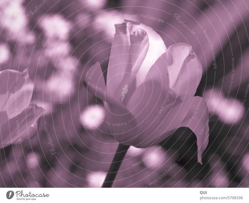 Für Dich....einfach nur, weil..! Tulpe rosa lieb Dank Dankeschön zart besonderer Tag jeder Tag Dankbarkeit Liebe geliebt lieb haben für Dich Geschenk Erinnerung