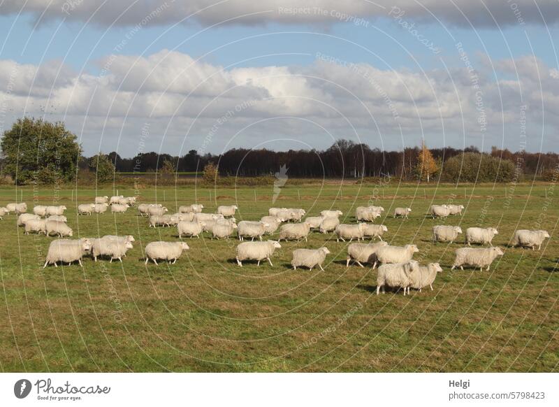Schäfchen zählen ... Schaf Schafherde Tier Säugetier Nutztier Weide Wiese gehen viele Baum Strauch Himmel Wolken schönes Wetter Natur Außenaufnahme Tiergruppe