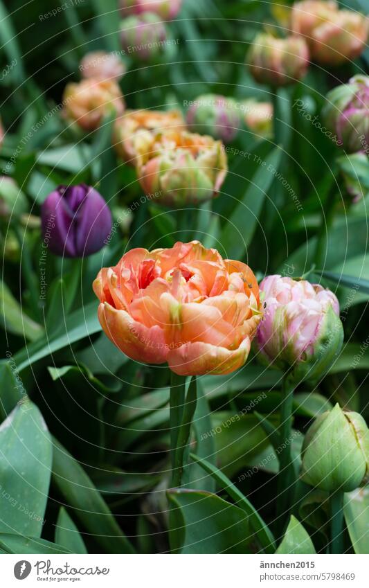 Ein Tulpenfeld mit orange und rosafarbenen gefüllten Tulpen Garten blühen Blüte Strauß SlowFlowers pflücken Frühling Blumenstrauß grün Pflanze Blühend Farbfoto