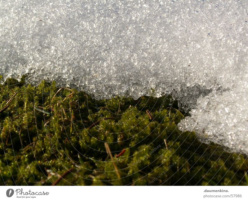 versus Wiese grün weiß kalt nass Frühling Winter Schnee Rasen Wassertropfen Makroaufnahme