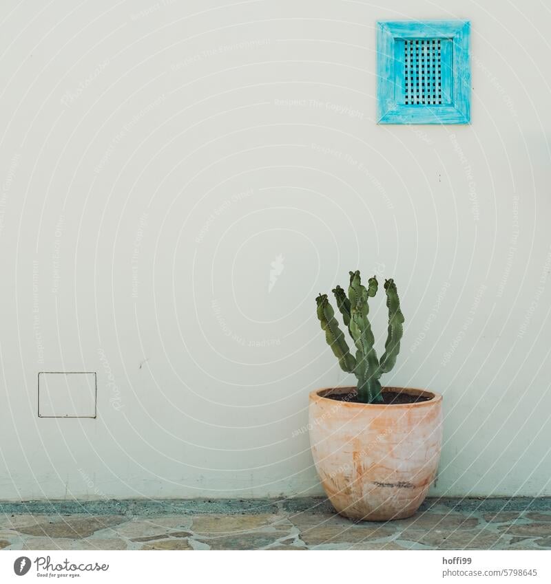 Schattige Szene von Kaktus in Tontopf vor weiß gekalkter Wand Kaktee Pflanze stachelig Stachel exotisch Spitze grün mediterran minimalistisch Minimalismus ruhig