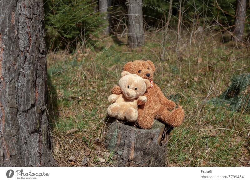 wir sind nicht allein |Alles wird gut Wald Gras Baumstämme Baumstumpf Teddys zwei zusammen sitzen umarmen Teddybären Kuscheltiere Natur Menschenleer Landschaft