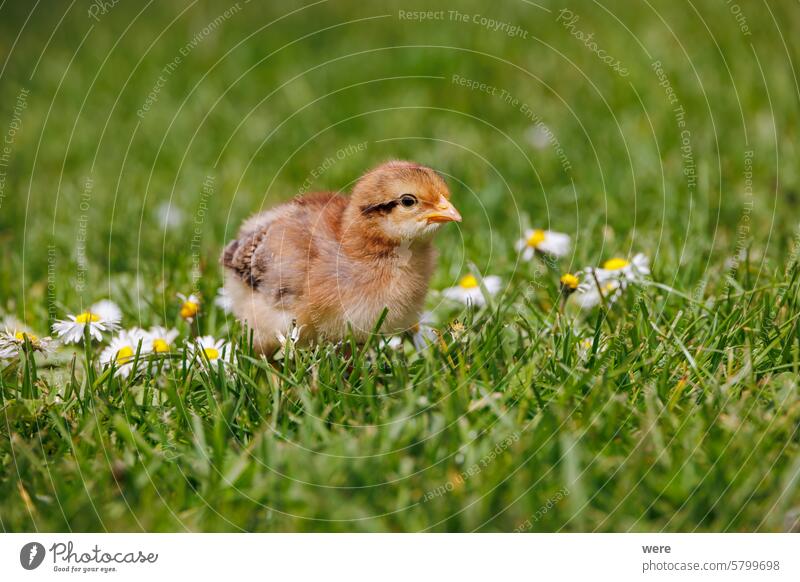 Bielefelder Barnheimer und Sundheimer Hühnerküken zwischen Gänseblümchen im Gras Bellis perennis Haushuhn Eier Englisches Gänseblümchen Nutztier