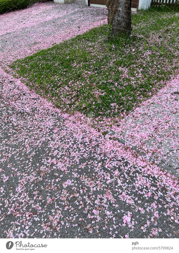 It's a girl Rosa Blüten Kirscblüte Regen traurig Farbe Strasse Frühling Wiese Rasen menschenleer Brgrenzung Teilung