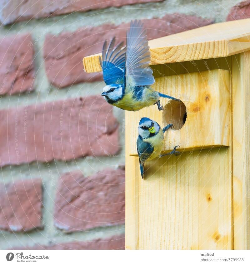 Abflug, Blaumeisenpaar wechselt sich bei der Fütterung der Jungen ab Brutzeit Nistkasten Vogel Wildtier Außenaufnahme Farbfoto Garten Tierporträt klein Schnabel