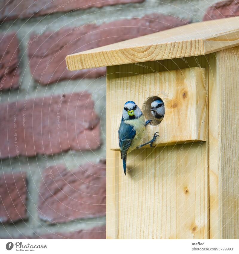 Schichtwechsel, Blaumeisenpaar wechselt sich bei der Fütterung der Jungen ab Brutzeit Nistkasten Vogel Wildtier Außenaufnahme Farbfoto Garten Tierporträt klein