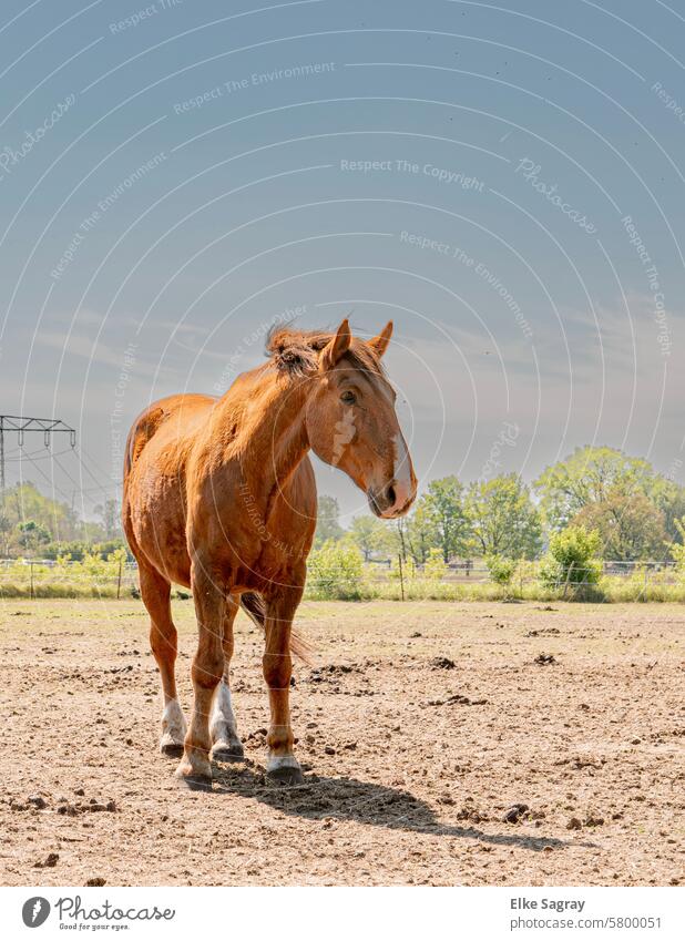 Pferd auf der Koppel Pferdeportrait Landschaft Farbfoto Außenaufnahme Tierporträt Menschenleer Natur Mähne braun Tiergesicht Blick natürlich