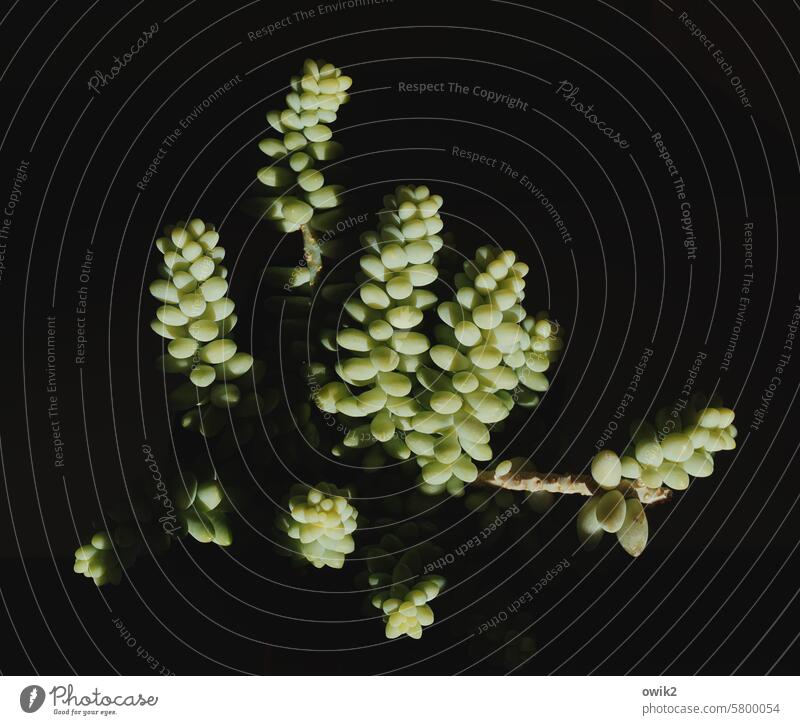 Frollein Immergrün Crassula Dickblattgewächse Sedum Dekoration Skurril sukkulente Pflanze tropisch einzigartig Sonnenlicht Blätter botanisch Flora bizarr