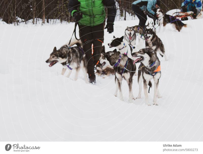 Lappland | Hundeschlitten Alaskan Malamute Husky Huskys Schlittenhunde Hundeschlitten fahrt Gespann Norden Wald Schweden Europa Urlaub Schnee Winter Natur