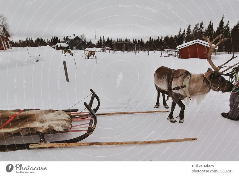 Lappland |Anspannen der Rentiere Norden Wald Rentier Zucht Schweden Europa Solberget Urlaub Schnee Winter Holzhaus Natur Außenaufnahme kalt