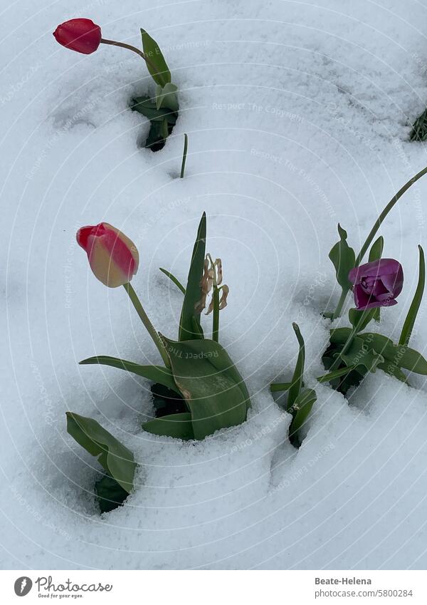 Zu früh gefreut - Aprilwetter Frühlingsblume Tulpen aprilwetter Schnee Schneefall Aprilscherz Blüte Tulpenblüte Wintergefühle Pflanze Wettereinbruch Blühend