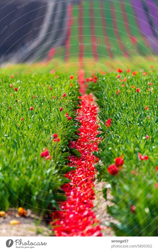 Abgeschnittende rote Tulpenblüten liegen zwischen den Reihen Tulpenfelder Tulpenreihen Sonderkulturen Landwirtschaft Frühling Blume Blüte Blühend Farbfoto