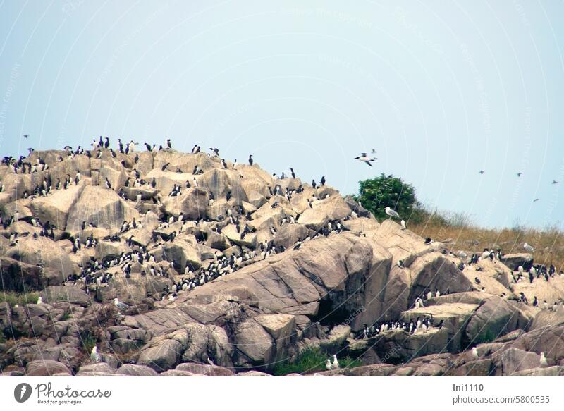 Trottellummen auf Græsholm II Ostsee Dänemark Inselgruppe Schären-Inselgruppe. Erbseninseln Felsklippen Naturschutzgebiet Vogelreservat Tiere Vögel Lummen