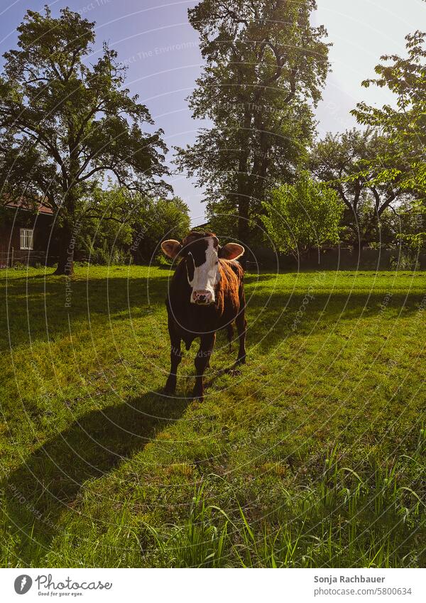 Ein braunes Rind auf einer Weide. Natur Nutztier Kuh Tier Landwirtschaft Wiese Viehzucht Rinderhaltung Landleben Außenaufnahme Milchwirtschaft Farbfoto