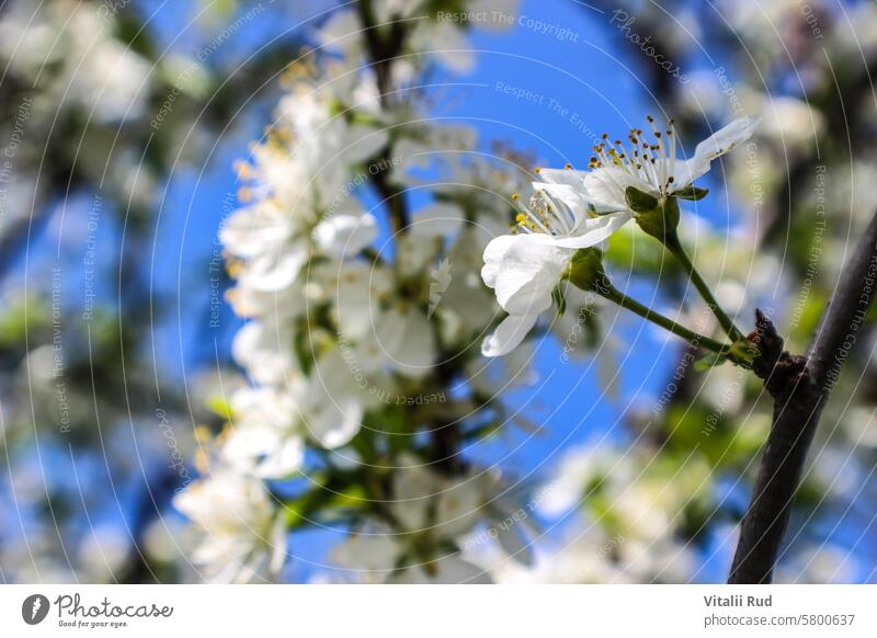 weiße Kirschblüte vor blauem Himmel blüht Kirsche Blume Frühling Blütezeit Wachstum Natur Baum Überstrahlung Schönheit Garten Ast Nahaufnahme Pflanze schön