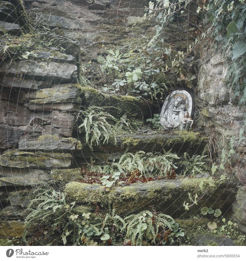 Salve Regina Wand Stufen Treppe verwittert Mauerpflanzen Steinmauer Bewuchs Wildwuchs Idylle Glaube & Religion Marienplakette Maria Gottesmutter Heilige