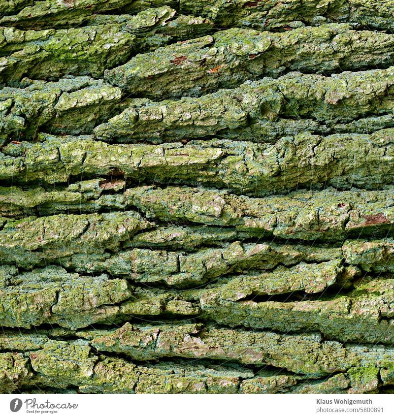 Lebenslinien. Borke einer ca. 200 jährigen Eiche, mit Flechten bewachsen Quercus quercus robur Eichenrinde Baumstamm Strukturen & Formen Natur Wald Umwelt grün