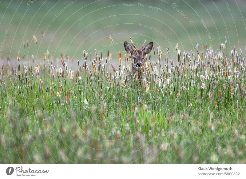 Ein Rehbock mit schlechtem Gehörn steht früh am Morgen auf einer Waldwiese, mit hohem blühenden Gras Geweih Fell Männchen Jagd Jagdwild blühendes Gras