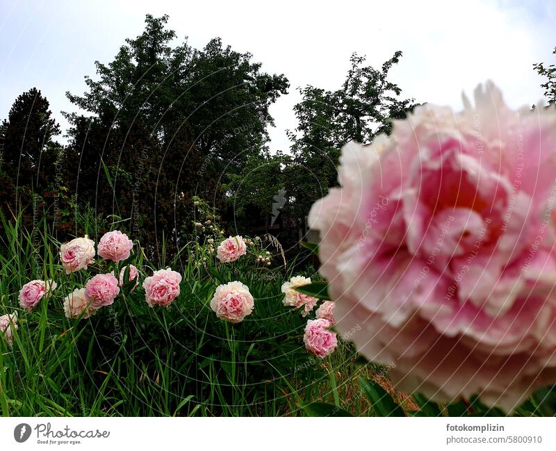 üppige Pfingstrosen rosa Blume Blumen Blüte Natur Duft romantisch pink wild