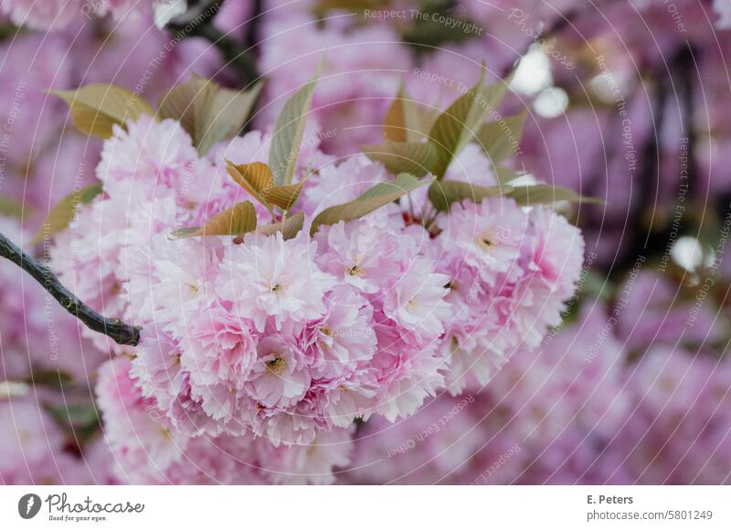 Blühende Zierkirsche im Frühling baum pink frühling aufblühen natur pflanze ast jahreszeit schönheit flora weiß blatt botanik Kirsche Kirschenblüten Kirschbaum