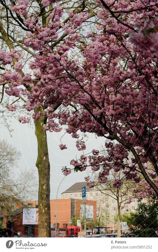 Blühende Zierkirsche am Straßenrand baum pink frühling aufblühen natur pflanze ast jahreszeit schönheit flora weiß blatt botanik Kirsche Kirschenblüten
