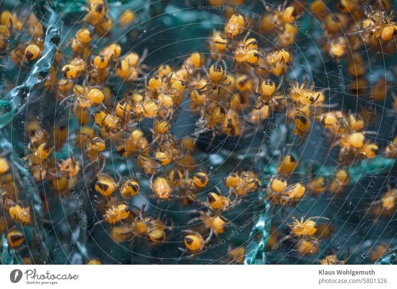 Ganz junge, gelb/schwarze Garten- Kreuzspinnen in einem grünen Vogelabwehrnetz Jungtiere Winzlinge Spinne Nahaufnahme Makroaufnahme Tier Schwache Tiefenschärfe