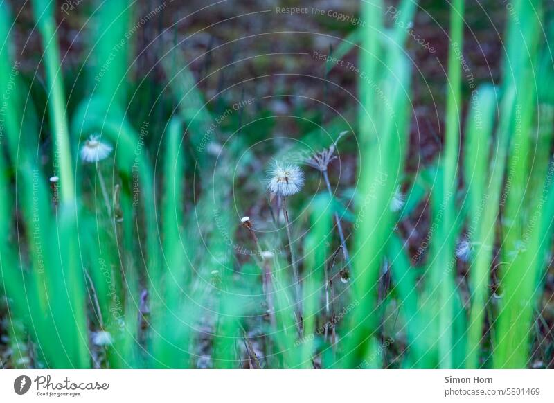 Pusteblumen hinter Grashalmen Löwenzahn Wiese Natur Leichtigkeit Wind Tiefenschärfe Detailaufnahme Hintergrund Wiesenlandschaft Samen verbreiten
