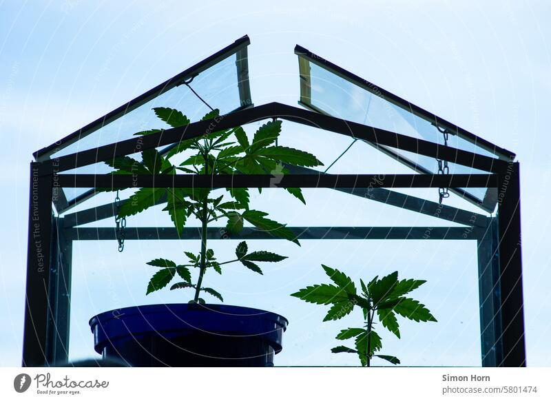 zwei Cannabispflanzen stehen in einem kleinen Gewächshaus vor einem neutralen Hintergrund anbauen Marihuana Hanf Legalisierung Gras Betäubungsmittel