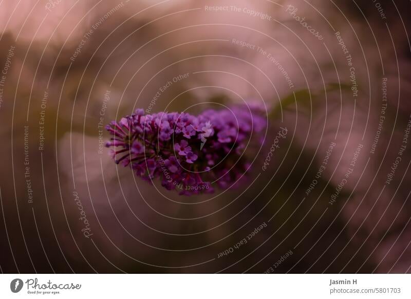 Lila Flieder violett Frühling Blüte Natur Pflanze Garten lila Duft Blühend Schwache Tiefenschärfe Farbfoto Unschärfe Nahaufnahme natürlich Blume Menschenleer