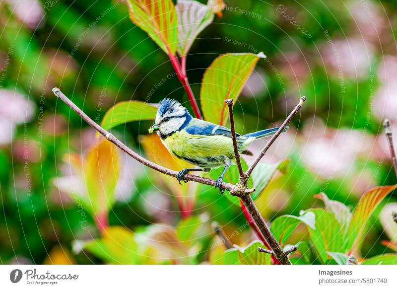 Fütterung. Blaumeise (Cyanistes caeruleus) mit Raupen im Schnabel Sperling vogel Ast Flügel Tiere in freier Wildbahn Vogel Vogelbeobachtung Zweig Busch