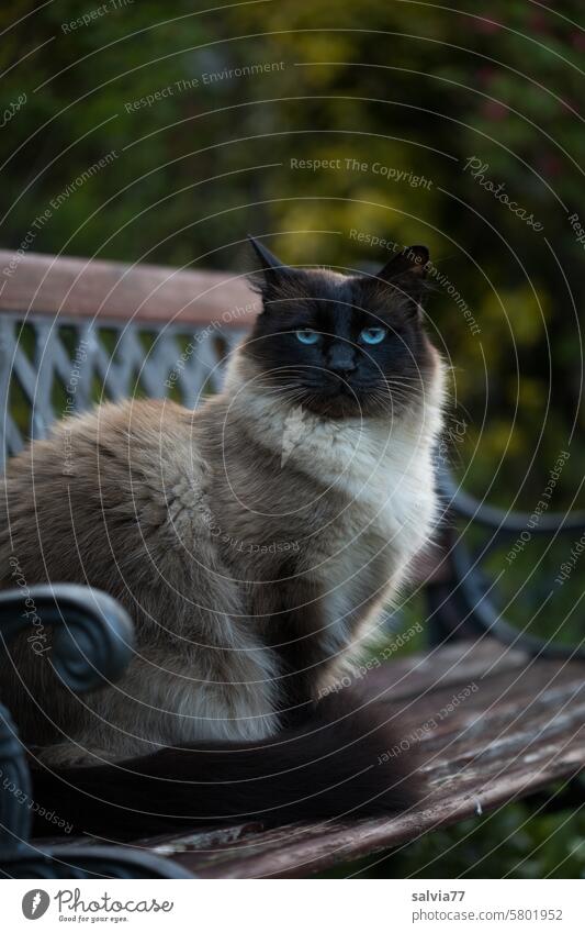 Siamkatze sitzt auf einer Bank und schaut verwundert in die Kamera Hauskazte Haustier Rassekatze Blick blaue Augen Fell Katze niedlich Ein Tier